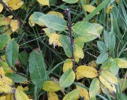 Attēlu rezultāti vaicājumam “Salix x doniana”