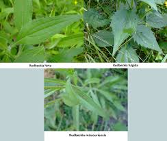 Attēlu rezultāti vaicājumam “Rudbeckia hirta var. hirta leaf”