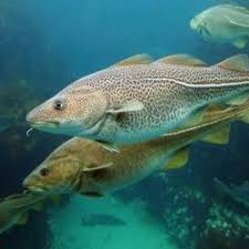 Image result for Gadus morhua