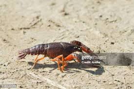 Attēlu rezultāti vaicājumam “Astacus astacus”