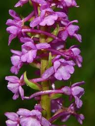 Attēlu rezultāti vaicājumam “Gymnadenia conopsea flower”