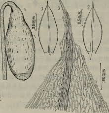 Attēlu rezultāti vaicājumam “Bryum pallescens”