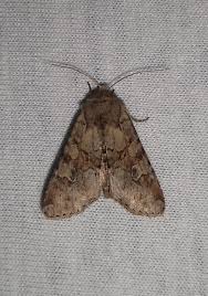 Attēlu rezultāti vaicājumam “Apamea sordens”