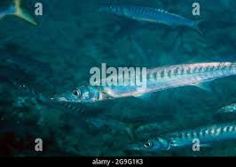 Image result for Sphyraena viridensis