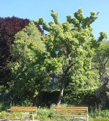 Attēlu rezultāti vaicājumam “Acer tataricum subsp. ginnala leaf”
