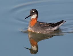 Attēlu rezultāti vaicājumam “Phalaropus lobatus”