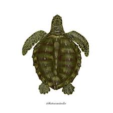 Image result for Lepidochelys olivacea