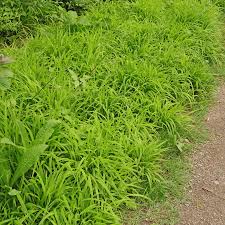 Attēlu rezultāti vaicājumam “Brachypodium sylvaticum leaf”