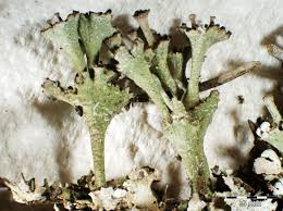 Attēlu rezultāti vaicājumam “Cladonia phyllophora”