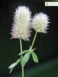 Attēlu rezultāti vaicājumam “Trifolium arvense fruit”