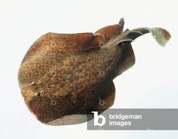 Image result for Torpedo marmorata