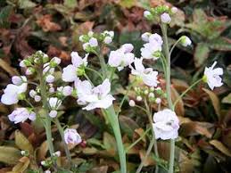 Attēlu rezultāti vaicājumam “Cardamine pratensis flower”