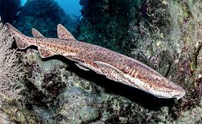 Image result for Scyliorhinus stellaris