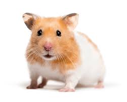 Afbeeldingsresultaat voor hamsters
