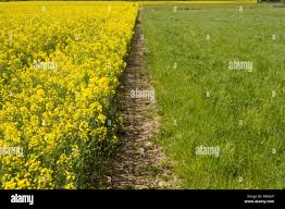 Attēlu rezultāti vaicājumam “Brassica napus”