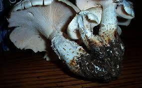 Attēlu rezultāti vaicājumam “Lentinus lepideus”