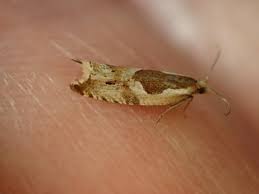 Attēlu rezultāti vaicājumam “Ancylis myrtillana”