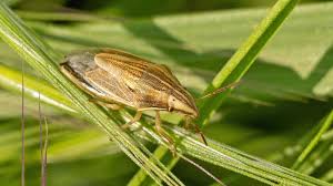 Attēlu rezultāti vaicājumam “Aelia acuminata”