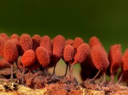 Attēlu rezultāti vaicājumam “Arcyria minuta macro”