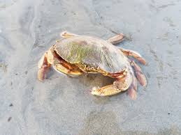 Image result for Cancer irroratus