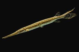 Image result for Lepisosteus osseus