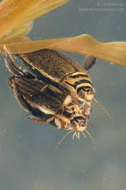 Attēlu rezultāti vaicājumam “Acilius sulcatus male”