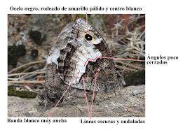 Attēlu rezultāti vaicājumam “Hipparchia alcyone underside”