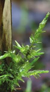 Attēlu rezultāti vaicājumam “Calliergon cordifolium”