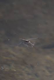 Attēlu rezultāti vaicājumam “Aquarius najas”