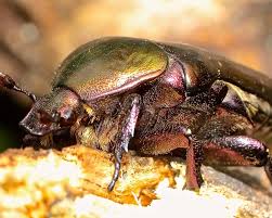 Attēlu rezultāti vaicājumam “Cetonia aurata”