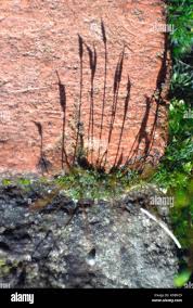 Attēlu rezultāti vaicājumam “Bryum pallescens sporophyte”