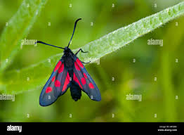 Attēlu rezultāti vaicājumam “Zygaena lonicerae”