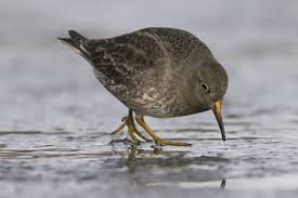 Attēlu rezultāti vaicājumam “Calidris maritima”