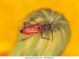 Attēlu rezultāti vaicājumam “Malachidae”