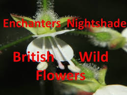 Attēlu rezultāti vaicājumam “Circaea lutetiana flower”