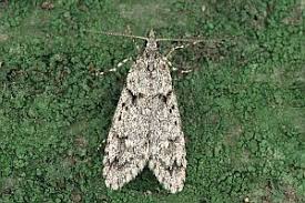 Attēlu rezultāti vaicājumam “Diurnea fagella”