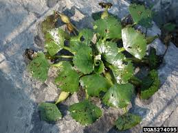 Attēlu rezultāti vaicājumam “Trapaceae”