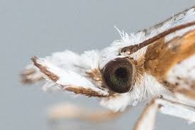 Attēlu rezultāti vaicājumam “Catoptria permutatellus”