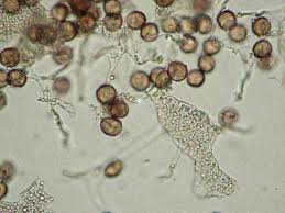Attēlu rezultāti vaicājumam “Physarum conglomeratum”