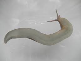 Attēlu rezultāti vaicājumam “Limax cinereoniger”