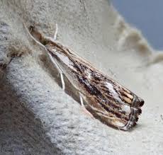 Attēlu rezultāti vaicājumam “Catoptria verellus”