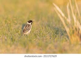 Image result for Emberiza pallasi