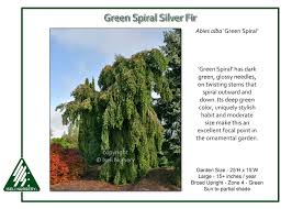 Attēlu rezultāti vaicājumam “Abies alba”