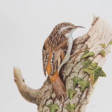 Attēlu rezultāti vaicājumam “Certhia familiaris”