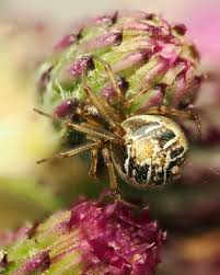 Attēlu rezultāti vaicājumam “Phylloneta sp.”