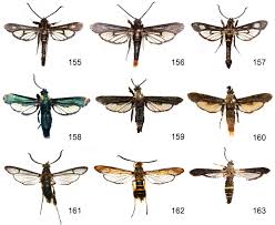 Attēlu rezultāti vaicājumam “Sesiidae”