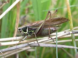 Attēlu rezultāti vaicājumam “Metrioptera roeselii”