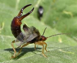 Attēlu rezultāti vaicājumam “Forficula auricularia male”