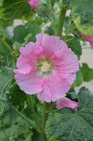 Image result for Alcea (althaea) rosea