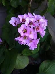 Attēlu rezultāti vaicājumam “Bergenia crassifolia flower”